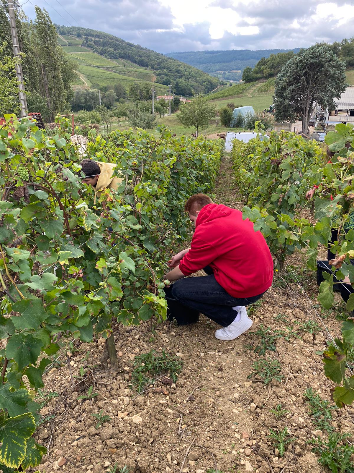 Vendanges section EURO 1